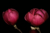 Magnolia 'Black Tulip' RCP3-08 064.jpg